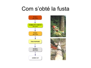 Com s’obté la fusta 