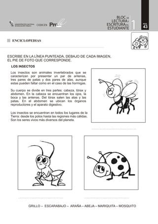 ENCICLOPEDIAS
ESCRIBE EN LA LÍNEA PUNTEADA, DEBAJO DE CADA IMAGEN,
EL PIE DE FOTO QUE CORRESPONDE.
Los insectos son animales invertebrados que se
caracterizan por presentar un par de antenas,
tres pares de patas y dos pares de alas, aunque
estas pueden faltar como en el caso de las hormigas.
Su cuerpo se divide en tres partes: cabeza, tórax y
abdomen. En la cabeza se encuentran los ojos, la
boca y las antenas. Del tórax salen las alas y las
patas. En el abdomen se ubican los órganos
reproductores y el aparato digestivo.
GRILLO – ESCARABAJO – ARAÑA – ABEJA – MARIQUITA – MOSQUITO
LOS INSECTOS
Los insectos se encuentran en todos los lugares de la
Tierra: desde los polos hasta las regiones más cálidas.
Son los seres vivos más diversos del planeta.
43
PÁG.
CODICEN
 