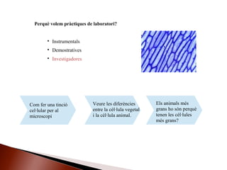 Perquè volem pràctiques de laboratori?

Instrumentals

Demostratives

Investigadores
Com fer una tinció
cel·lular per al
microscopi
Veure les diferències
entre la cèl·lula vegetal
i la cèl·lula animal.
Els animals més
grans ho són perquè
tenen les cèl·lules
més grans?
 