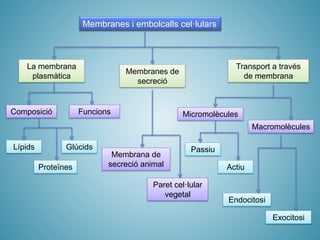 La membrana
plasmàtica
Membranes i embolcalls cel·lulars
Composició
Membrana de
secreció animal
Funcions
Lípids
Proteïnes
Glúcids
Membranes de
secreció
Paret cel·lular
vegetal
Transport a través
de membrana
Micromolècules
Passiu
Actiu
Macromolècules
Endocitosi
Exocitosi
 