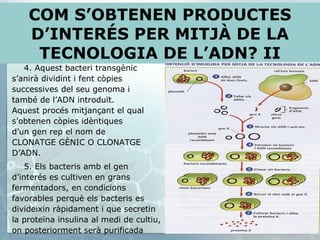 4. Aquest bacteri transgènic s’anirà dividint i fent còpies successives del seu genoma i també de l’ADN introduït. Aquest procés mitjançant el qual s’obtenen còpies idèntiques d’un gen rep el nom de CLONATGE GÈNIC O CLONATGE D’ADN. 5. Els bacteris amb el gen d’interés es cultiven en grans fermentadors, en condicions favorables perquè els bacteris es divideixin ràpidament i que secretin la proteïna insulina al medi de cultiu, on posteriorment serà purificada COM S’OBTENEN PRODUCTES D’INTERÉS PER MITJÀ DE LA TECNOLOGIA DE L’ADN? II 