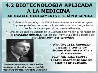 Gràcies a la tecnologia de l’ADN Recombinant es clonen els gens d’algunes proteïnes humanes i s’introdueixen en microorganismes que les fabriquen per tal de comercialitzar-les. Una de les 1res aplicacions de la Biotecnologia va ser la fabricació de la  INSULINA HUMANA . Avui en dia l’hormana s’obté a partir d’un llevat  Saccharomyces cerevisiae 4.2 BIOTECNOLOGIA APLICADA A LA MEDICINA   FABRICACIÓ MEDICAMENTS I TERÀPIA GÈNICA Fins l’any 1982, l’hormona Insulina  s’obtenis del pàncrees d’animals sacrificats als escorxadors. Feien falta entre 60.000 i 100.000 pàncrees de porc per obtenit 1 Kg d’Insulina.  Frederich G. Banting (1891-1941 ), fisiòleg canadenc va obtenir el premi nobel de medicina pel descobriment de la insulina. 