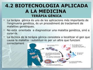 La teràpia  gènica és uns de les aplicacions més importants de l’enginyeria genètica, és un procediment de tractament de malalties genètiques. No està  orientada  a diagnosticar una malaltia genètica, sinó a curar-la. La tècnica de la teràpia gènica consisteix a localitzar el gen que causa la malaltia i substituir-lo per un altre que funcioni correctament 4.2 BIOTECNOLOGIA APLICADA A LA MEDICINA  TERÀPIA GÈNICA 