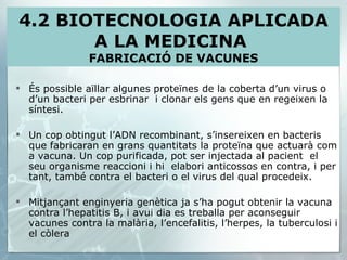 És possible aïllar algunes proteïnes de la coberta d’un virus o d’un bacteri per esbrinar  i clonar els gens que en regeixen la síntesi. Un cop obtingut l’ADN recombinant, s’insereixen en bacteris que fabricaran en grans quantitats la proteïna que actuarà com a vacuna. Un cop purificada, pot ser injectada al pacient  el seu organisme reaccioni i hi  elabori anticossos en contra, i per tant, també contra el bacteri o el virus del qual procedeix. Mitjançant enginyeria genètica ja s’ha pogut obtenir la vacuna contra l’hepatitis B, i avui dia es treballa per aconseguir vacunes contra la malària, l’encefalitis, l’herpes, la tuberculosi i el còlera 4.2 BIOTECNOLOGIA APLICADA A LA MEDICINA  FABRICACIÓ DE VACUNES 