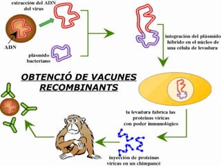 OBTENCIÓ DE VACUNES RECOMBINANTS 