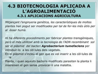 Mitjançant l’enginyeria genètica, les característiques de moltes plantes han pogut ser modificades per tal de fer-les més útils per al  ésser humà. Hi ha diferents procediments per fabricar plantes transgèniques, però el més utilitzat amb la tecnologia de l’ADN recombinant  sol ser el plàsmid  del bacteri  Agrobacterium tumefaciens  per introduir-lo  a les cèl·lules dels vegetals. En el plàsmid s’inclou el gen que es vol inserir a les cèl·lules de la Planta, i quan aquests bacteris modificats parasiten la planta li insereixen el gen sense provocar-li una malaltia. 4.3 BIOTECNOLOGIA APLICADA A L’AGROALIMENTACIÓ 4.3.1 APLICACIONS AGRICULTURA 
