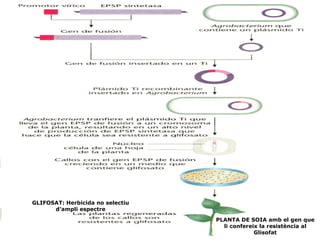 PLANTA DE SOIA amb el gen que li confereix la resistència al Glisofat GLIFOSAT: Herbicida no selectiu d’ampli espectre 