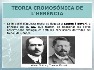 TEORIA CROMOSÒMICA DE L’HERÈNCIA La iniciació d’aquesta teoria és deguda a  Sutton i Boveri , a principis del  s. XX,  que tracten de relacionar les seves observacions citològiques amb les conclusions derivades del treball de Mendel . 