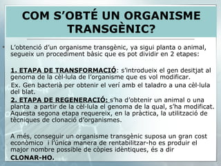 L’obtenció d’un organisme transgènic, ya sigui planta o animal, segueix un procediment bàsic que es pot dividir en 2 etapes: 1. ETAPA DE TRANSFORMACIÓ : s’introdueix el gen desitjat al genoma de la cèl·lula de l’organisme que es vol modificar.  Ex. Gen bacterià per obtenir el verí amb el taladro a una cèl·lula del blat. 2. ETAPA DE REGENERACIÓ:  s’ha d’obtenir un animal o una planta  a partir de la cèl·lula el genoma de la qual, s’ha modificat. Aquesta segona etapa requereix, en la pràctica, la utilització de tècniques de clonació d’organismes.  A més, conseguir un organisme transgènic suposa un gran cost econòmico  i l’única manera de rentabilitzar-ho es produir el major nombre possible de còpies idèntiques, és a dir  CLONAR-HO. COM S’OBTÉ UN ORGANISME TRANSGÈNIC? 