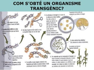 COM S’OBTÉ UN ORGANISME TRANSGÈNIC? 