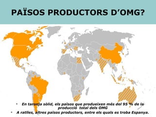 En taronja sòlid, els països que produeixen més del 95 % de la producció  total dels OMG A ratlles, altres països productors, entre els quals es troba Espanya. PAÏSOS PRODUCTORS D’OMG? 