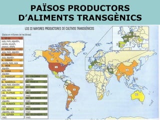 PAÏSOS PRODUCTORS D’ALIMENTS TRANSGÈNICS 