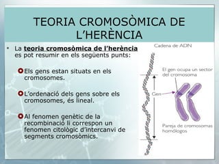 La  teoria cromosòmica de l’herència  es pot resumir en els següents punts: Els gens estan situats en els cromosomes.   L’ordenació dels gens sobre els cromosomes, és lineal. Al fenomen genètic de la recombinació li correspon un fenomen citològic d’intercanvi de segments cromosòmics. TEORIA CROMOSÒMICA DE L’HERÈNCIA 