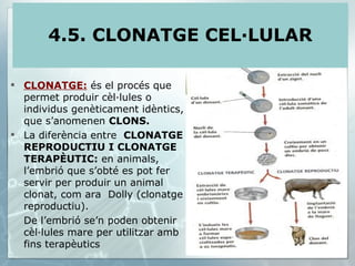 CLONATGE:  és el procés que permet produir cèl·lules o individus genèticament idèntics, que s’anomenen  CLONS. La diferència entre  CLONATGE REPRODUCTIU I CLONATGE TERAPÈUTIC:  en animals, l’embrió que s’obté es pot fer servir per produir un animal clonat, com ara  Dolly (clonatge reproductiu). De l’embrió se’n poden obtenir cèl·lules mare per utilitzar amb fins terapèutics  4.5. CLONATGE CEL·LULAR 