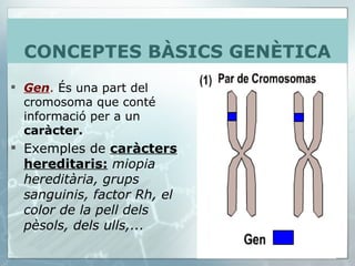 Gen .  És una part del cromosoma que conté informació per a un  caràcter. Exemples de  caràcters hereditaris:   miopia hereditària, grups sanguinis, factor Rh, el color de la pell dels pèsols, dels ulls,... CONCEPTES BÀSICS GENÈTICA 