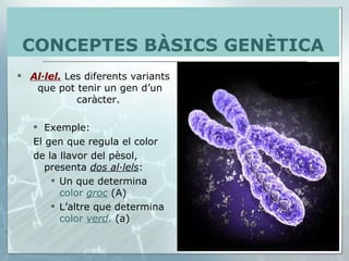 Al·lel.  Les diferents variants que pot tenir un gen d’un caràcter.  Exemple:  El gen que regula el color  de la llavor del pèsol, presenta  dos al·lels : Un que determina  color  groc  (A) L’altre que determina  color  verd .  (a) CONCEPTES BÀSICS GENÈTICA 