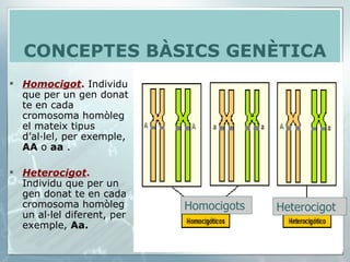 Homocigot .  Individu que per un gen donat te en cada cromosoma homòleg el mateix tipus d’al·lel, per exemple,  AA  o  aa  .  Heterocigot .  Individu que per un gen donat te en cada cromosoma homòleg un al·lel diferent, per exemple,  Aa.   CONCEPTES BÀSICS GENÈTICA Homocigots  Heterocigot  