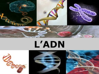 L’ADN 
