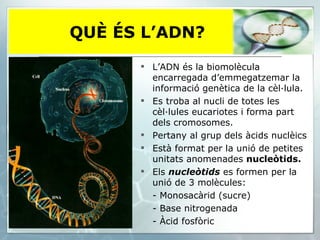 L’ADN és la biomolècula encarregada d’emmegatzemar la informació genètica de la cèl·lula. Es troba al nucli de totes les cèl·lules eucariotes i forma part dels cromosomes. Pertany al grup dels àcids nuclèics Està format per la unió de petites unitats anomenades  nucleòtids. Els  nucleòtids  es formen per la unió de 3 molècules: - Monosacàrid (sucre) - Base nitrogenada - Àcid fosfòric  QUÈ ÉS L’ADN? 