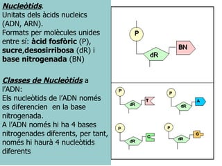 Nucleòtids .  Unitats dels àcids nucleics (ADN, ARN). Formats per molècules unides entre sí:  àcid fosfòric  (P),  sucre , desosirribosa  (dR) i  base   nitrogenada  (BN) Classes de Nucleòtids  a l’ADN: Els nucleòtids de l’ADN només es diferencien  en la base nitrogenada.  A l’ADN només hi ha 4 bases nitrogenades diferents, per tant, només hi haurà 4 nucleòtids diferents  