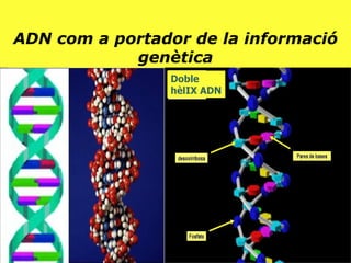 ADN com a portador de la informació genètica Doble hèlIX ADN 
