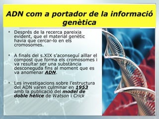 Després de la recerca pareixia evident, que el material genètic havia que cercar-lo en els cromosomes.  A finals del s.XIX s’aconseguí aïllar el compost que forma els cromosomes i va resultar ser una substància desconeguda fins al moment que es va anomenar  ADN . Les investigacions sobre l’estructura del ADN varen culminar en  1953  amb la publicació del  model de doble hèlice  de  Watson  i  Crick   ADN com a portador de la informació genètica 