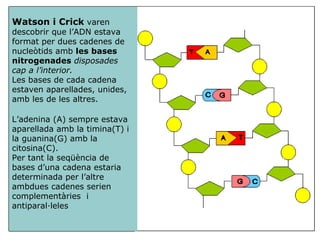 Watson i Crick  varen  descobrir que l’ADN estava  format per dues cadenes de nucleòtids amb  les bases   nitrogenades   disposades cap a l’interior.  Les bases de cada cadena estaven aparellades, unides, amb les de les altres.  L’adenina (A) sempre estava aparellada amb la timina(T) i la guanina(G) amb la citosina(C).  Per tant la seqüència de bases d’una cadena estaria determinada per l’altre ambdues cadenes serien complementàries  i antiparal·leles 