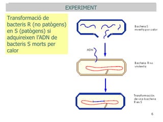 EXPERIMENT Transformació de  bacteris R (no patògens) en S (patògens) si adquireixen l’ADN de  bacteris S morts per  calor 