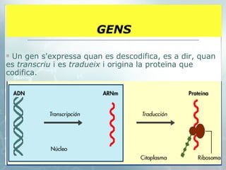 GENS Un gen s'expressa quan es descodifica, es a dir, quan es  transcriu  i es  tradueix  i origina la proteïna que codifica. 