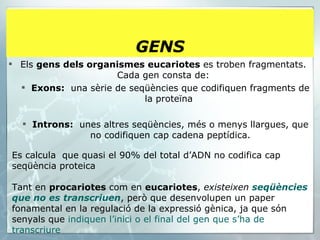 Els  gens dels organismes eucariotes  es troben fragmentats. Cada gen consta de: Exons:  una sèrie de seqüències que codifiquen fragments de la proteïna  Introns:  unes altres seqüències, més o menys llargues, que no codifiquen cap cadena peptídica. GENS Es calcula  que quasi el 90% del total d’ADN no codifica cap seqüència proteica Tant en  procariotes  com en  eucariotes ,  existeixen  seqüències que no es   transcriuen , però que desenvolupen un paper fonamental en la regulació de la expressió gènica, ja que són senyals que  indiquen l’inici o el final del gen que s’ha de transcriure   