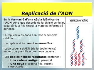 Replicació de l’ADN És la formació d’una còpia idèntica de   l’ADN  per a que després de la divisió cel·lular, cada cèl·lula filla tingui la mateixa informació genètica. La replicació es dona a la fase S del cicle cel·lular La replicació és  s emiconservativa :  cada cadena d’ADN (de la doble hèlice) serveix de plantilla a una nova cadena . Les  dobles hèlices resultants  contenen: Una cadena antiga  o parental  Una nova  o cadena filla, recent sintetitzada 