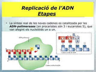 La síntesi real de les noves cadenes es catalitzada per les  ADN-polimerases  (en procariotes són 3 i eucariotes 5), que van afegint els nucleòtids un a un. Replicació de l’ADN Etapes   