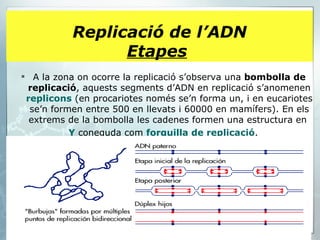 A la zona on ocorre la replicació s’observa una  bombolla de replicació , aquests segments d’ADN en replicació s’anomenen  replicons  (en procariotes només se’n forma un, i en eucariotes se’n formen entre 500 en llevats i 60000 en mamífers). En els extrems de la bombolla les cadenes formen una estructura en  Y  coneguda com  forquilla de replicació . Replicació de l’ADN Etapes   
