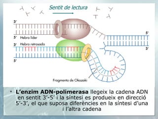 L’enzim ADN-polimerasa  llegeix la cadena ADN en sentit 3’-5’ i la síntesi es produeix en direcció 5’-3’, el que suposa diferències en la síntesi d’una i l’altra cadena Sentit de lectura 