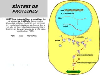 SÍNTESI DE PROTEÏNES L’ADN te la informació per a sintetitzar les proteïnes de la   cèl·lula : Ja que moltes d’aquestes proteïnes funcionen com enzims en les reaccions químiques que es donen a dins la cèl·lula, per tant, tots els processos cel·lulars depenen, en darrera instància, de la informació codificada en l’ADN. ADN  ARN  PROTEÏNES 