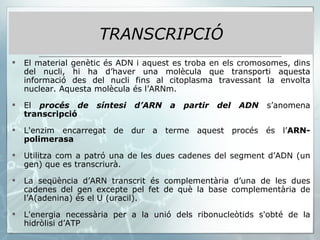 TRANSCRIPCIÓ El material genètic és ADN i aquest es troba en els cromosomes, dins del nucli, hi ha d’haver una molècula que transporti aquesta informació des del nucli fins al citoplasma travessant la envolta nuclear. Aquesta molècula és l’ARNm.  El  procés de síntesi d’ARN a partir del ADN  s’anomena  transcripció  L'enzim encarregat de dur a terme aquest procés és l’ ARN-polimerasa  Utilitza com a patró una de les dues cadenes del segment d’ADN (un gen) que es transcriurà. La seqüència d’ARN transcrit és complementària d’una de les dues cadenes del gen excepte pel fet de què la base complementària de l’A(adenina) és el U (uracil).  L'energia necessària per a la unió dels ribonucleòtids s'obté de la hidròlisi d’ATP 