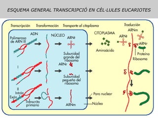 ESQUEMA GENERAL TRANSCRIPCIÓ EN CÈL·LULES EUCARIOTES 