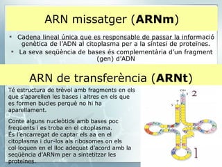 ARN missatger ( ARNm ) Cadena lineal única que es responsable de passar la informació genètica de l’ADN al citoplasma per a la síntesi de proteïnes. La seva seqüència de bases és complementària d’un fragment (gen) d’ADN ARN de transferència ( ARNt ) Té estructura de trèvol amb fragments en els que s’aparellen les bases i altres en els que es formen bucles perquè no hi ha aparellament. Conte alguns nucleòtids amb bases poc freqüents i es troba en el citoplasma. És l’encarregat de captar els aa en el citoplasma i dur-los als ribosomes on els col·loquen en el lloc adequat d’acord amb la seqüència d’ARNm per a sintetitzar les proteïnes.   