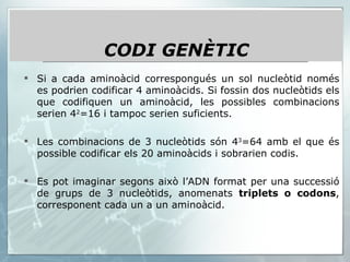 Si a cada aminoàcid correspongués un sol nucleòtid només es podrien codificar 4 aminoàcids. Si fossin dos nucleòtids els que codifiquen un aminoàcid, les possibles combinacions serien 4 2 =16 i tampoc serien suficients. Les combinacions de 3 nucleòtids són 4 3 =64 amb el que és possible codificar els 20 aminoàcids i sobrarien codis.  Es pot imaginar segons això l’ADN format per una successió de grups de 3 nucleòtids, anomenats  triplets o codons , corresponent cada un a un aminoàcid. CODI GENÈTIC 