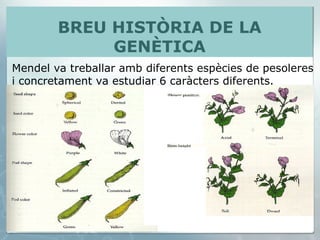 Mendel va treballar amb diferents espècies de pesoleres i concretament va estudiar 6 caràcters diferents. BREU HISTÒRIA DE LA GENÈTICA 