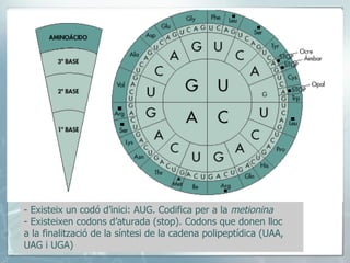 - Existeix un codó d’inici: AUG. Codifica per a la  metionina - Existeixen codons d’aturada (stop). Codons que donen lloc  a la finalització de la síntesi de la cadena polipeptídica (UAA, UAG i UGA) 
