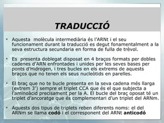 Aquesta  molècula intermediària és l’ARNt i el seu funcionament durant la traducció es degut fonamentalment a la seva estructura secundaria en forma de fulla de trèvol. Es  presenta doblegat disposat en 4 braços formats per dobles cadenes d’ARN enfrontades i unides per les seves bases per ponts d'Hidrogen, i tres bucles en els extrems de aquests braços que no tenen els seus nucleòtids en parelles.  El braç que no te bucle presenta en la seva cadena més llarga (extrem 3') sempre el triplet CCA que és el que subjecta a l’aminoàcid precisament per la A. El bucle del braç oposat té un triplet d’ancoratge que és complementari d’un triplet del ARNm.  Aquests dos tipus de triplets reben diferents noms: el del ARNm se llama  codó  i el corresponent del ARNt  anticodó   TRADUCCIÓ 