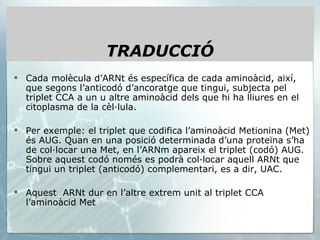 Cada molècula d’ARNt és específica de cada aminoàcid, així, que segons l’anticodó d’ancoratge que tingui, subjecta pel triplet CCA a un u altre aminoàcid dels que hi ha lliures en el citoplasma de la cèl·lula. Per exemple: el triplet que codifica l’aminoàcid Metionina (Met) és AUG. Quan en una posició determinada d’una proteïna s’ha de col·locar una Met, en l’ARNm apareix el triplet (codó) AUG. Sobre aquest codó només es podrà col·locar aquell ARNt que tingui un triplet (anticodó) complementari, es a dir, UAC. Aquest  ARNt dur en l’altre extrem unit al triplet CCA l’aminoàcid Met TRADUCCIÓ 