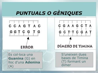 PUNTUALS O GÈNIQUES Es col·loca una  Guanina  (G) en lloc d’una  Adenina  (A) S’uneixen dues bases de Timina (T) formant un dímer 