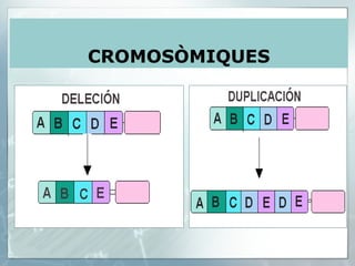 CROMOSÒMIQUES 