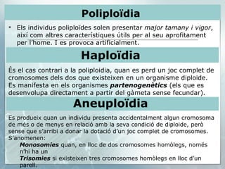 Els individus poliploïdes solen presentar  major tamany i vigor , així com altres característiques útils per al seu aprofitament per l’home. I es provoca artificialment. Poliploïdia  Haploïdia  És el cas contrari a la poliploidia, quan es perd un joc complet de cromosomes dels dos que existeixen en un organisme diploide.  Es manifesta en els organismes  partenogenètics  (els que es desenvolupa directament a partir del gàmeta sense fecundar).   Aneuploïdia  Es produeix quan un individu presenta accidentalment algun cromosoma de més o de menys en relació amb la seva condició de diploide, però sense que s’arribi a donar la dotació d’un joc complet de cromosomes. S’anomenen: Monosomies  quan, en lloc de dos cromosomes homòlegs, només n’hi ha un  Trisomies  si existeixen tres cromosomes homòlegs en lloc d’un parell. 