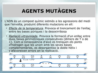 AGENTS MUTÀGENS L’ADN és un compost químic sotmès a les agressions del medi que l’envolta, produint diferents mutacions en ell: Efecte de la temperatura . Provoca el trencament de l’enllaç entre les bases púriques i la desoxirribosa Radiació ultraviolada . Provoca la formació d’un enllaç entre dues bases pirimidíniques consecutives (dímers de T o de C). Com a conseqüència d'això es trenquen els ponts d’hidrogen que les unien amb les seves bases complementàries, es desorganitza la doble hèlix i s’afavoreixen errors en la replicació.  