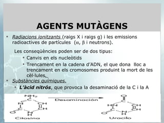 Radiacions ionitzants  (raigs X i raigs g) i les emissions radioactives de partícules  (  ,    i neutrons). Les conseqüències poden ser de dos tipus:  Canvis en els nucleòtids  Trencament en la cadena d’ADN, el que dona  lloc a trencament en els cromosomes produint la mort de les cèl·lules .  AGENTS MUTÀGENS Substàncies químiques. L’àcid nitrós , que provoca la desaminació de la C i la A 