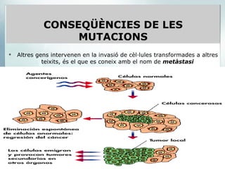 Altres gens intervenen en la invasió de cèl·lules transformades a altres teixits, és el que es coneix amb el nom de  metàstasi CONSEQÜÈNCIES DE LES MUTACIONS 
