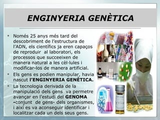 Només 25 anys més tard del descobriment de l’estructura de l’ADN, els científics ja eren capaços de reproduir  al laboratori, els processos que succeeixen de manera natural a les cèl·lules i modificar-los de manera artificial.  Els gens es podien manipular, havia nascut  l’ENGINYERIA GENÈTICA. La tecnologia derivada de la manipulació dels gens  va permetre avançar en l’estudi del  GENOMA - conjunt  de gens- dels organismes, i així es va aconseguir identificar i localitzar cada un dels seus gens. ENGINYERIA GENÈTICA 
